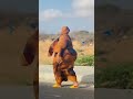 Gabadh Macaan Niikos Xaaaax Somali Tiktok Somalian Niikos Shorts 