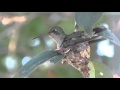 Un colibrí haciendo su nido.