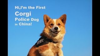 First Corgi Police Dog in China!中国第一只柯基警犬“福仔” #corgi #funny #dog by Alvin Kung 999 28,945 views 1 month ago 2 minutes, 5 seconds