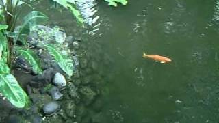 MPEG0011.AVI