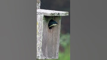 Tree Swallow leaving its nest box in slow motion.