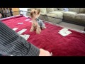 Tiny yorkie plays poker