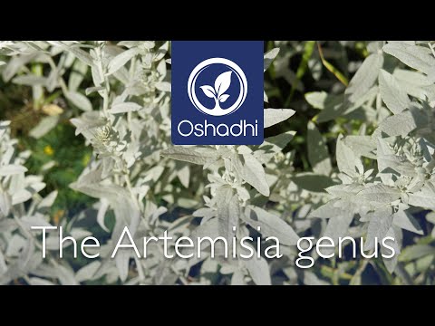 The Artemisia genus - Herb of the Year 2014 | OSHADHI plant portrait - HD