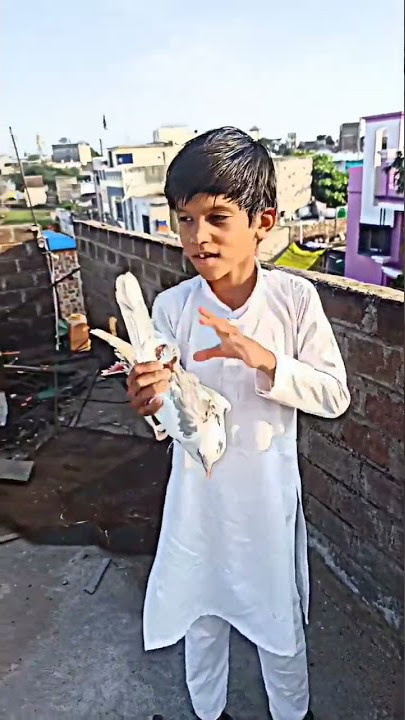 kabutar status new pigeon pair moch😁😘❤️#kabootar #short #viral #youtube #video #kabootarand