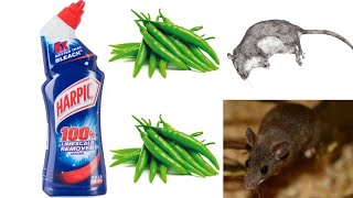 SUPER 2 TIPS || JUST 5 MINUTES || Kill rats with 2 Magic SUPER Ingredients'|| TWO EASY TIPS ||