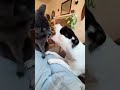 #funny #cat #pets #animals #dog #cute #cats #memes #dogs #funnyanimals