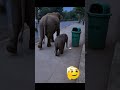 #funny #trending #trendingshorts #trend #viral #viralvideo #shorts #short #shortvideo #video #cute