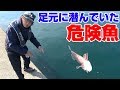 【危険】堤防で注意が必要な魚が釣れた‼