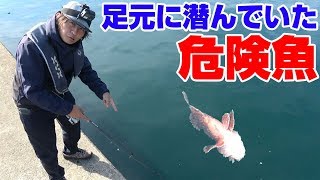 【危険】堤防で注意が必要な魚が釣れた‼