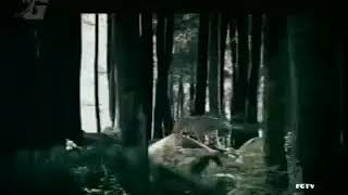 Download lagu Iklan Gudang Garam International - Tiger Hunter (30s) (2005) @ Indosiar