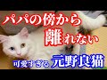 とにかくパパの傍がいい飼い猫が可愛すぎる