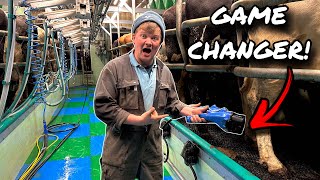 THE CLEANEST MILKING COWS IN THE WORLD!