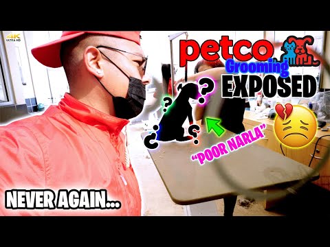 Petco Grooming Exposed Yorkie