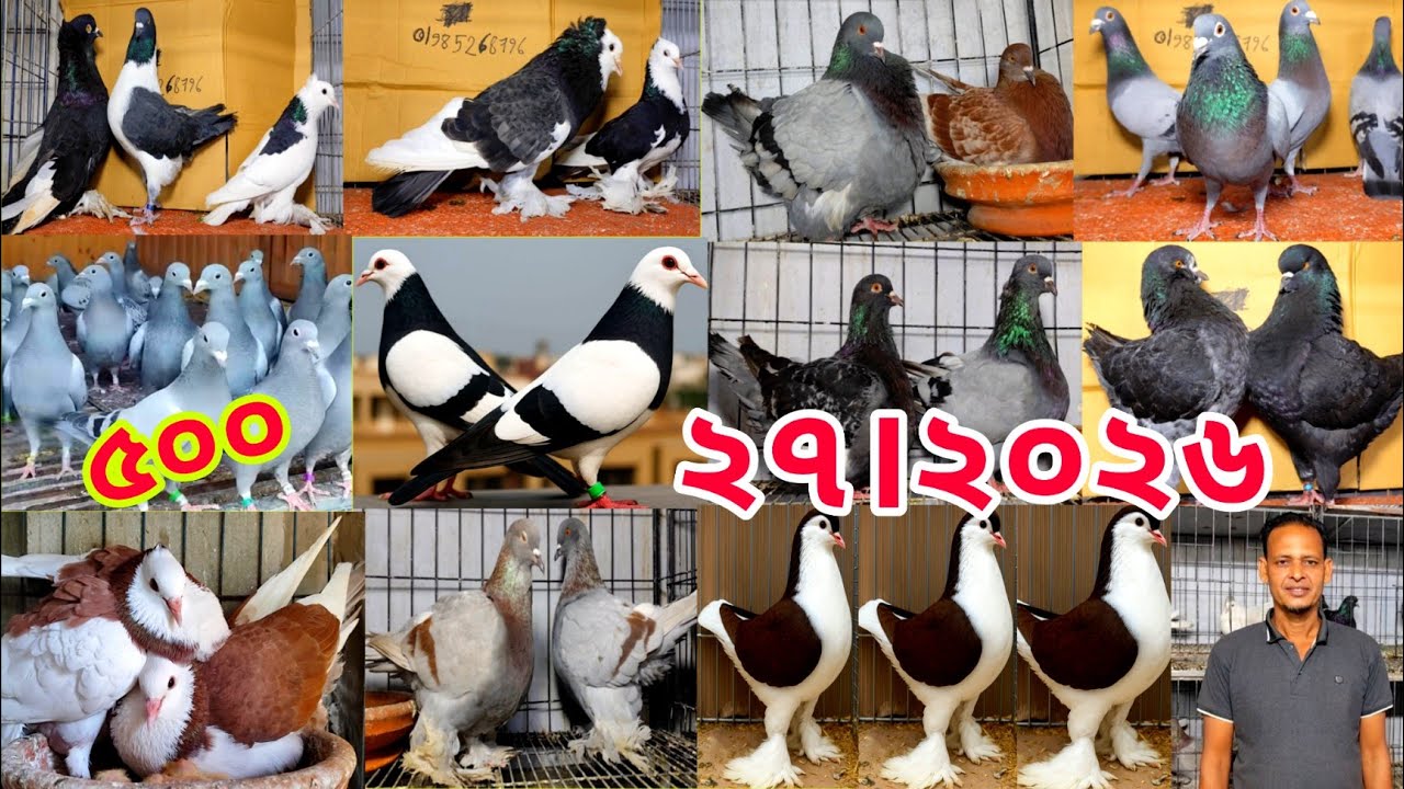 লাহোরি কবুতরের খামার।। কিং কবুতরের দাম জানুন।। মনির ভাই ফেন্সি কবুতরের খামার