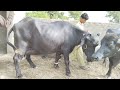 Watch the nili ravi buffalo for sale in punjab pakistan on youtube178202303004267285