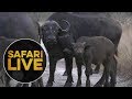 safariLIVE - Sunrise Safari - July 19, 2018