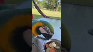 My Macaw upset for taking long with his lunch.