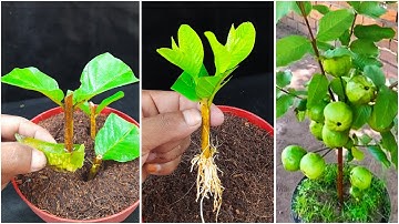 Smart Way on How To Grow Guava Tree Cutting 100% Success