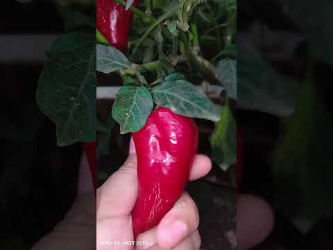 Na surprise ako sa tanim kung Bell Pepper may bunga na#viralvideo#satisfying#youtubeshorts