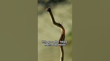 The Slug - The Shell-less Snail