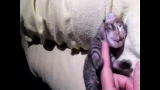 Котенку неделя, а он уже играет:) #Котенок #Кот Новорожденный котенок Котенку неделя, а он уже играет:) #Котенок #Кот Новорожденный котенок
