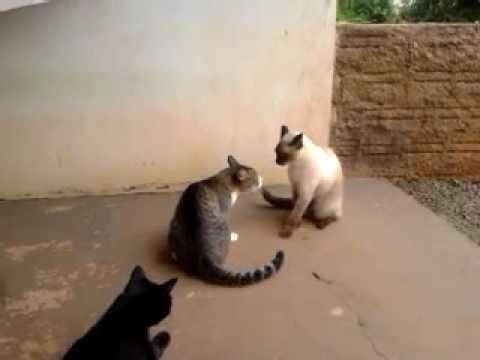 Vídeo: Os ácaros da orelha em gatos levam a riscos graves