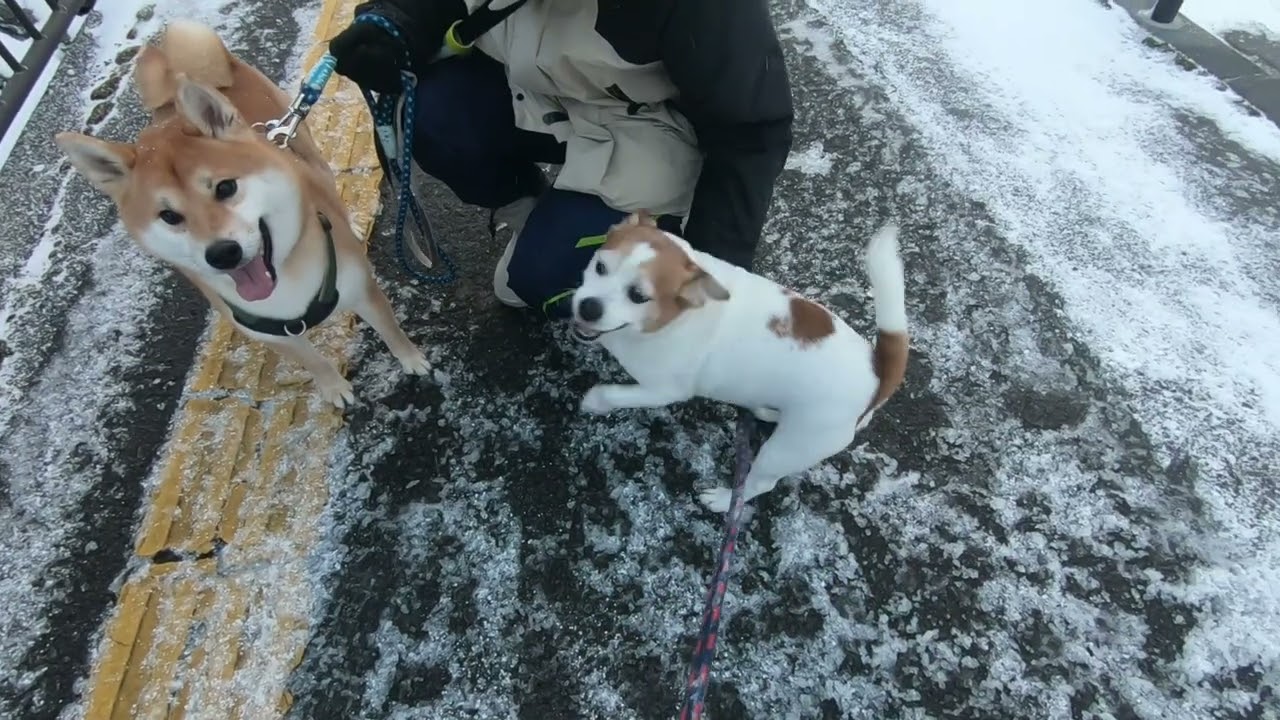 しっぽフリフリ三連発！