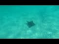 Manta ray and Sting ray in Carlisle Bay, Barbados