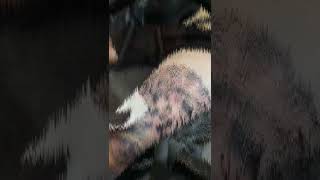 Anime Leg sleeve - tattoo by dave.vero.ink