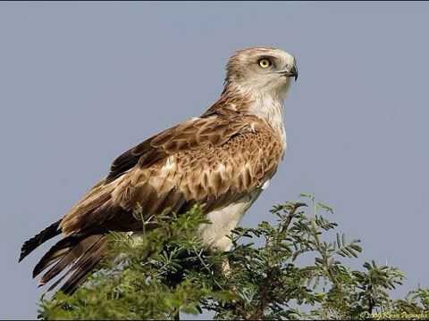 Burung Elang Berkicau Paling Dicari Youtube