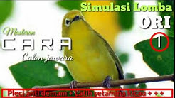 SIMULASI LOMBA PLECI JAWARA|| LATIH STAMINA KICAU BIAR TANPA JEDA  - Durasi: 14:26. 