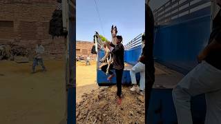 घोडी लाते समय 🎠 नुकसान हो जाता 🥺 ! #horse #minivlog #shortsfeed #shorts #villagelife