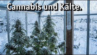 Selbst bei -1,5 Grad wächst es weiter. Unglaublich.
