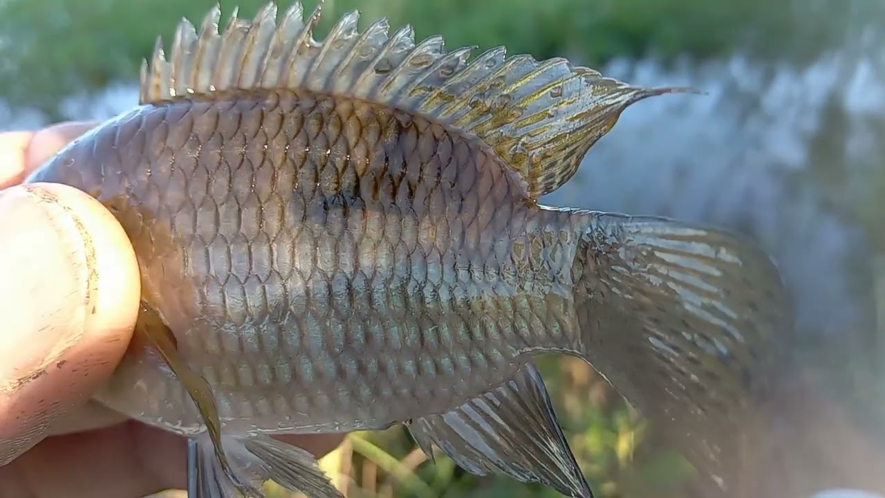 depôs de dos lugar Achei o ponto do peixe