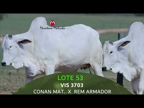 LOTE 53