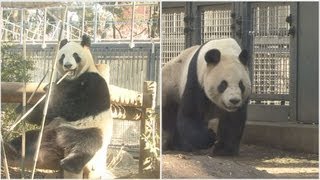 赤ちゃんできるかな 上野のパンダ展示再開