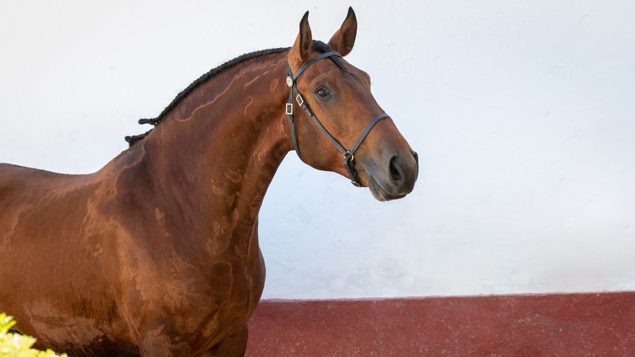 Horse for Sale | Young Piro Free Dressage Lusitano Stallion (REF