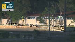 Vidéo de la course PMU PREMIO GIULIANO