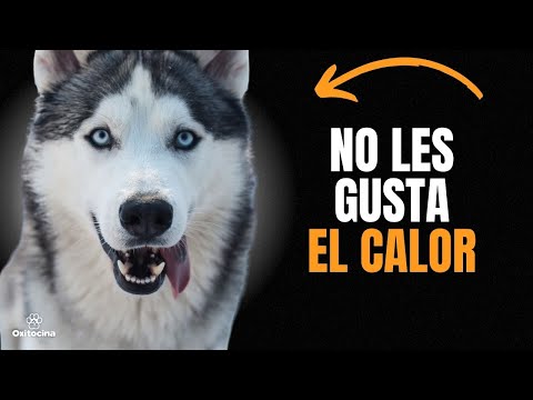 Video: 10 cosas que debes saber antes de adoptar un husky siberiano