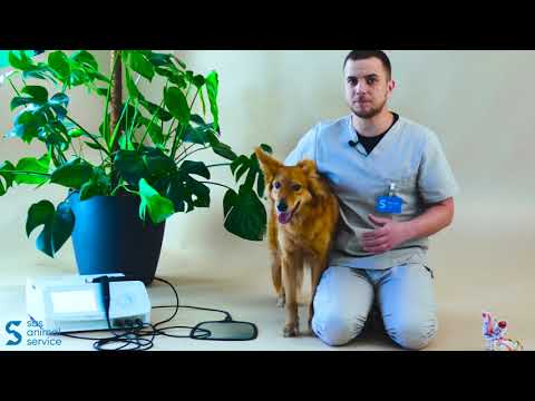 Видео: Реабилитационная медицина (Реабилитация) для собак с остеоартрозом