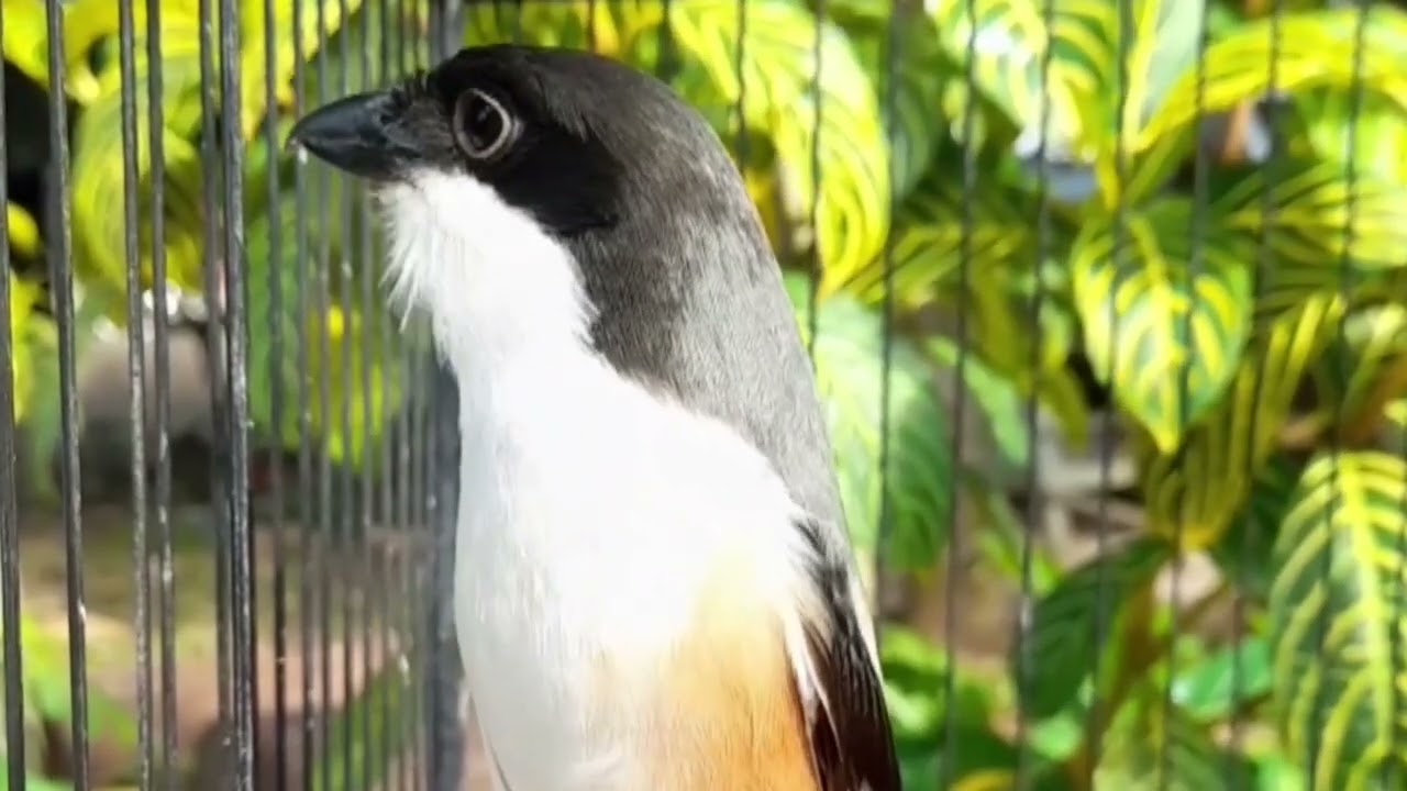 INI BARU CENDET MATERI MEWAH BOLO #cendetgacor #bodbodcendet #ternakcendet #masteran #burung #cendet