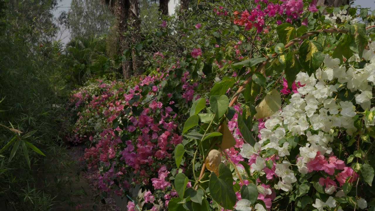 A Pursuit of Bliss - A Short Film