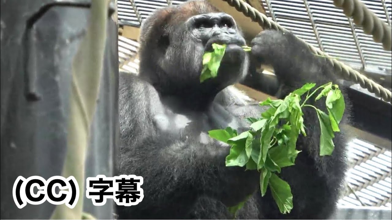 Получит ли Момотаро новую самку гориллы помимо Генки? Семья Момотаро, горилла