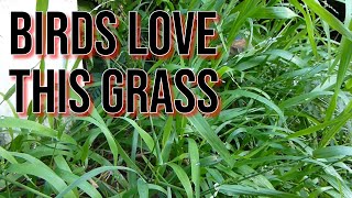 This is the Grass I Feed my Birds. Want to know what it's called?