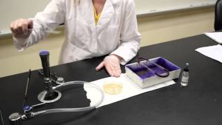 How to Heat Fix a Slide - MCCC Microbiology