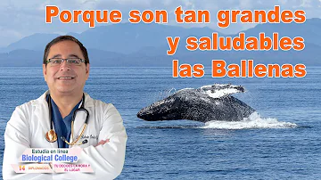 ¿Son tímidas las ballenas?