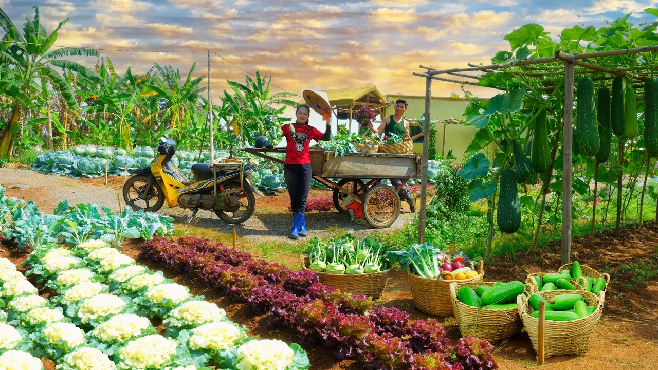 Harvest Winter Melon, Kohlrabi, Cauliflower, Lettuce With My Brother To Sell And Plant Vegetables