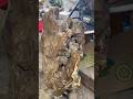 P2005 đá nhũ can xe đon gia lai cực đẹp #khuongthach #youtubeshorts #casedon