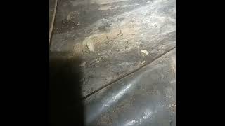 Beaverton Crawlspace