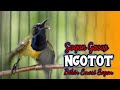 SOGON GACOR NGOTOT BUAT PANCINGAN SOGON LAIN || LANGSUNG EMOSI